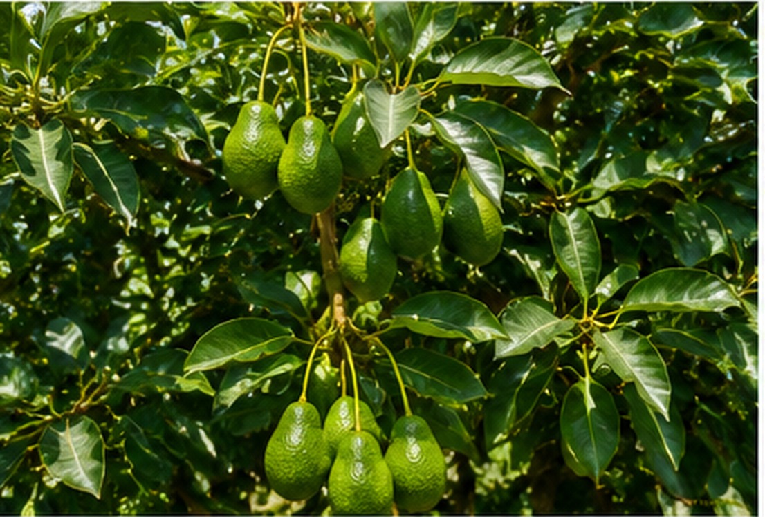 Avocado tree heavy with fruit